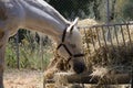 Arabian Horse, male Arab Horse Scientific name: Equus ferus caballus