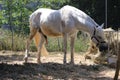 Arabian Horse, male Arab Horse, Scientific name: Equus ferus caballus