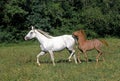 ARABIAN HORSE, MARE WITH FOAL STANDING IN PASTURE Royalty Free Stock Photo