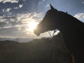 Arabian Horse Silhouette Sunset Royalty Free Stock Photo