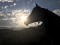 Arabian Horse Silhouette Sunset Royalty Free Stock Photo