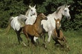 Arabian Horse, Mares and Foals Galloping through Meadow Royalty Free Stock Photo