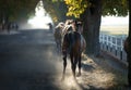 Arabian horse in the misty light Royalty Free Stock Photo
