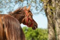 Arabian horse neighs in the pasture Royalty Free Stock Photo