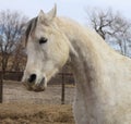 Arabian horse with nostrils flared