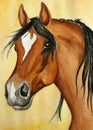 Arabian horse painting Royalty Free Stock Photo