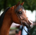 Arabian horse portrait Royalty Free Stock Photo