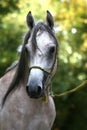 Arabian horse portrait Royalty Free Stock Photo