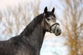 Arabian horse portrait in autumn outdoor, wearing a halter Royalty Free Stock Photo