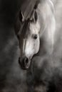 Arabian horse portrait Royalty Free Stock Photo