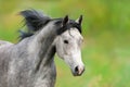 Arabian horse portrait Royalty Free Stock Photo