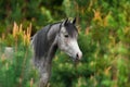 Arabian horse portrait Royalty Free Stock Photo