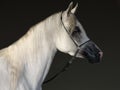 Arabian Horse, portrait of a white stallion with bridle in dark stable background Royalty Free Stock Photo