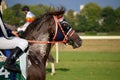 Arabian horse racing