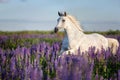 Arabian horse running free on a flower meadow. Royalty Free Stock Photo