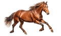 Arabian horse running isolated on transparent background. Side view. 3d rendering. Royalty Free Stock Photo