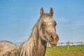 Arabian horse running in the paddock