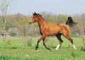 Arabian horse running trot on pasture Royalty Free Stock Photo