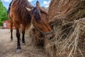 A arabian horse with a saddle on his back bowed his head and eats hay from a dry stack Royalty Free Stock Photo