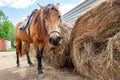 A arabian horse with a saddle on his back bowed his head and eats hay from a dry stack Royalty Free Stock Photo