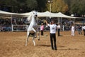 Arabian horse show and championship Royalty Free Stock Photo