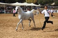 Arabian horse show and championship Royalty Free Stock Photo