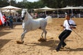 Arabian horse show and championship Royalty Free Stock Photo