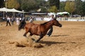 Arabian horse show and championship Royalty Free Stock Photo