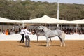 Arabian horse show and championship Royalty Free Stock Photo