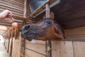 Arabian horse in the stable Royalty Free Stock Photo