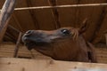 Arabian horse in the stable Royalty Free Stock Photo