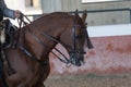 Arabian horse stallion in Doma Vaquera in Spain Royalty Free Stock Photo