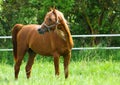 Arabian horse Royalty Free Stock Photo