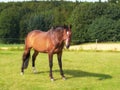 Arabian horse standing on a pasture. A brown horse with a white blaze on his head standing on green grass in summer on a Royalty Free Stock Photo