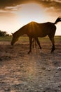 Arabian horse at sunset Royalty Free Stock Photo