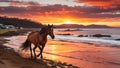 An Arabian horse trotting along the shore with a vibrant sunset over the bay in Tasmania, Australia. Royalty Free Stock Photo