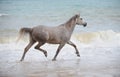 Arabian horse trotting in the sea water