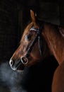 Race arabian horse portrait in dark winter paddock Royalty Free Stock Photo