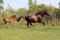 Arabian horses canter on natural background summertime Royalty Free Stock Photo