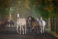 Arabian horses in chesnut avenue Royalty Free Stock Photo