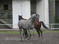 Arabian horses are engaged in playful behavior in a paddock Royalty Free Stock Photo