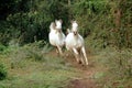 Arabian horses galloping Royalty Free Stock Photo