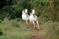 Arabian horses galloping