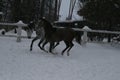 Arabian horses galloping  in the snow in the paddock Royalty Free Stock Photo