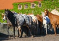 Arabian horses