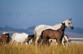 Arabian horses in the morning light