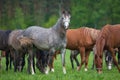 arabian horses on the pasture Royalty Free Stock Photo