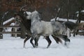 2 Arabian horses plays in the snow in the paddock Royalty Free Stock Photo