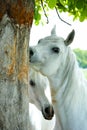 arabian horses