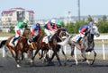 Arabian horses at the races